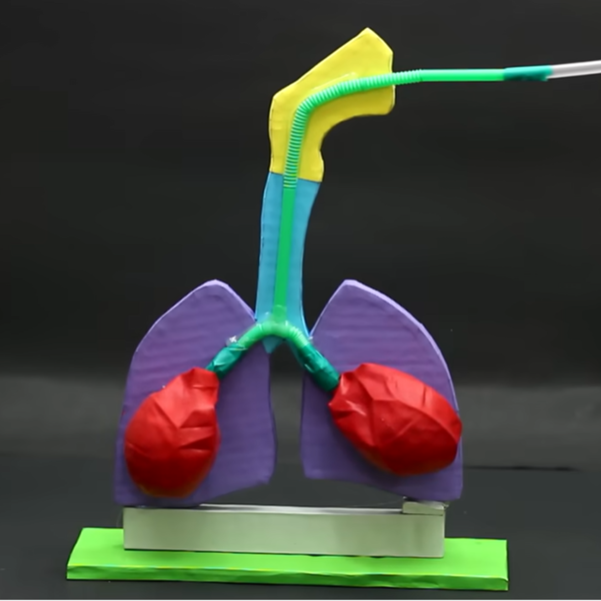 human Respiratory model